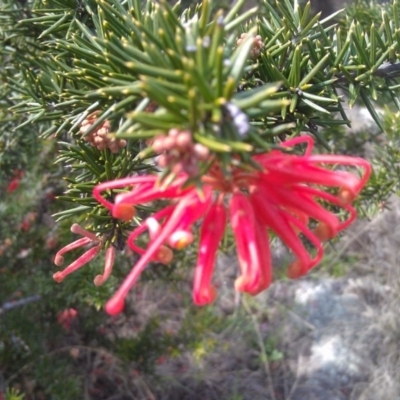 Grevillea juniperina (Grevillea) at Greenway, ACT - 26 Sep 2014 by galah681