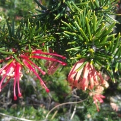 Grevillea juniperina at Greenway, ACT - 26 Sep 2014