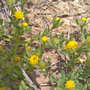 Triptilodiscus pygmaeus at Bonython, ACT - 26 Sep 2014