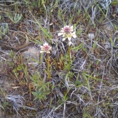 Stackhousia monogyna (Creamy Candles) at Pine Island to Point Hut - 26 Sep 2014 by galah681