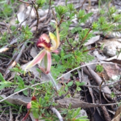 Caladenia actensis (Canberra Spider Orchid) at Majura, ACT - 26 Sep 2014 by margclough9