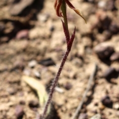 Caladenia actensis at suppressed - suppressed