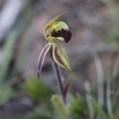 Caladenia actensis at suppressed - suppressed