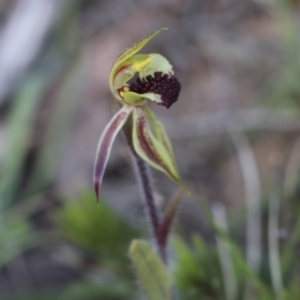 Caladenia actensis at suppressed - suppressed