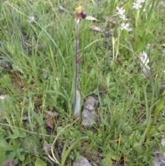 Caladenia actensis (Canberra Spider Orchid) at Mount Ainslie - 26 Sep 2014 by margclough9