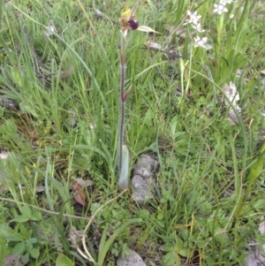 Caladenia actensis at suppressed - suppressed