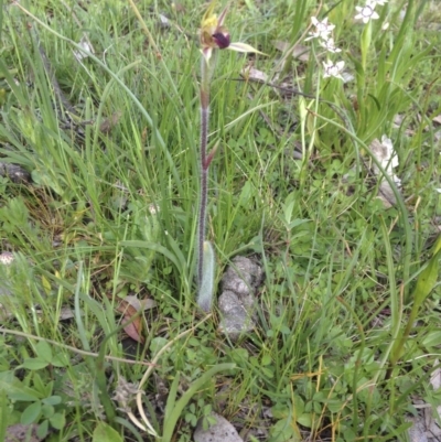 Caladenia actensis (Canberra Spider Orchid) at Majura, ACT - 26 Sep 2014 by margclough9