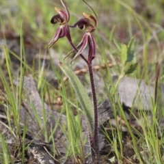 Caladenia actensis at suppressed - 26 Sep 2014