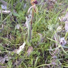 Caladenia actensis (Canberra Spider Orchid) at Majura, ACT by margclough9