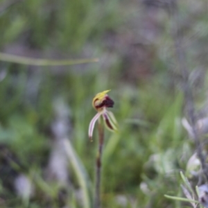 Caladenia actensis at suppressed - suppressed