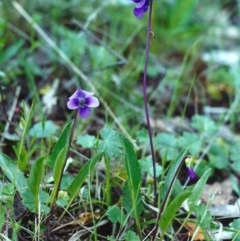 Viola betonicifolia (Mountain Violet) at Conder, ACT - 19 Oct 2000 by michaelb