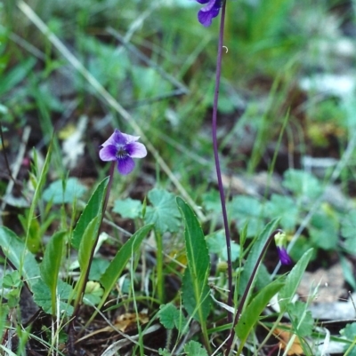 Viola betonicifolia (Mountain Violet) at Conder, ACT - 20 Oct 2000 by MichaelBedingfield