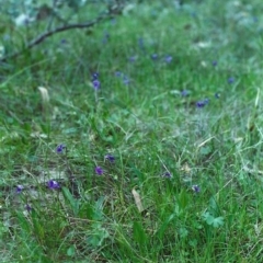 Viola betonicifolia at Conder, ACT - 20 Oct 2000