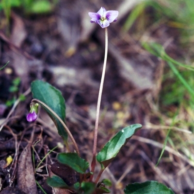 Viola betonicifolia (Mountain Violet) at Rob Roy Range - 6 Oct 2000 by michaelb