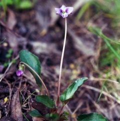 Viola betonicifolia (Mountain Violet) at Conder, ACT - 6 Oct 2000 by michaelb