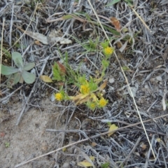 Triptilodiscus pygmaeus (Annual Daisy) at Rob Roy Range - 23 Sep 2014 by michaelb