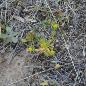 Triptilodiscus pygmaeus at Conder, ACT - 23 Sep 2014