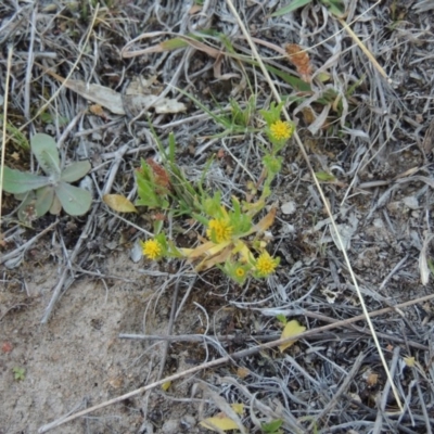 Triptilodiscus pygmaeus (Annual Daisy) at Rob Roy Range - 23 Sep 2014 by michaelb