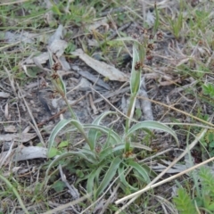 Luzula densiflora (Dense Wood-rush) at Conder, ACT - 23 Sep 2014 by MichaelBedingfield