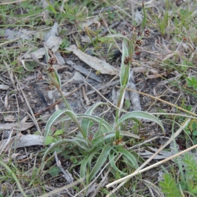 Luzula densiflora (Dense Wood-rush) at Conder, ACT - 23 Sep 2014 by michaelb