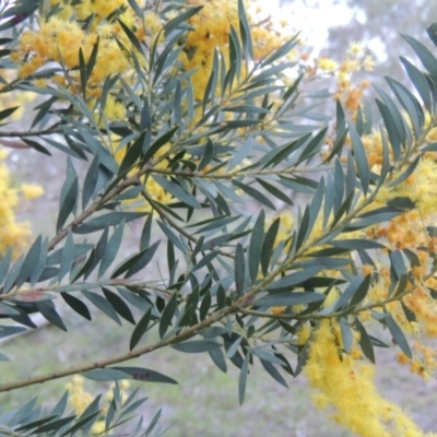 Acacia buxifolia subsp. buxifolia (Box-leaf Wattle) at Conder, ACT - 23 Sep 2014 by MichaelBedingfield