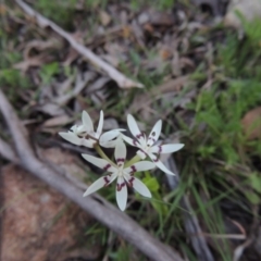 Wurmbea dioica subsp. dioica (Early Nancy) at Rob Roy Range - 23 Sep 2014 by michaelb