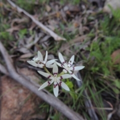 Wurmbea dioica subsp. dioica (Early Nancy) at Conder, ACT - 23 Sep 2014 by MichaelBedingfield