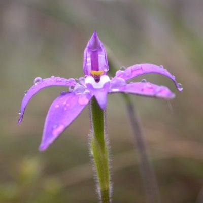 Glossodia major (Wax Lip Orchid) at Mount Majura - 24 Sep 2014 by waltraud