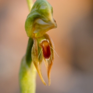 Oligochaetochilus aciculiformis at Canberra Central, ACT - 26 Sep 2014