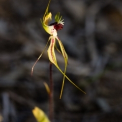 Caladenia atrovespa (Green-comb Spider Orchid) at Canberra Central, ACT - 26 Sep 2014 by TobiasHayashi