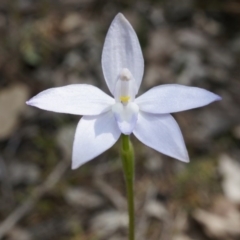 Glossodia major (Wax Lip Orchid) at Black Mountain - 27 Sep 2014 by AaronClausen