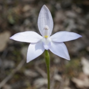 Glossodia major at Canberra Central, ACT - 27 Sep 2014