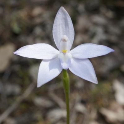 Glossodia major (Wax Lip Orchid) at Canberra Central, ACT - 27 Sep 2014 by AaronClausen