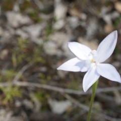 Glossodia major at Canberra Central, ACT - 27 Sep 2014