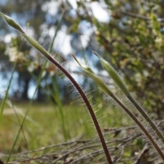 Caladenia atrovespa (Green-comb Spider Orchid) at Black Mountain - 27 Sep 2014 by AaronClausen