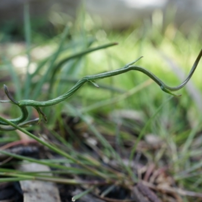 Thysanotus patersonii (Twining Fringe Lily) at Black Mountain - 27 Sep 2014 by AaronClausen