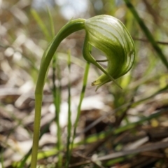 Pterostylis nutans (Nodding Greenhood) at Canberra Central, ACT - 27 Sep 2014 by AaronClausen