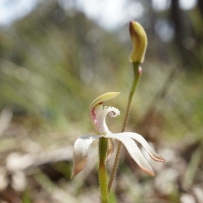 Caladenia ustulata (Brown Caps) at Black Mountain - 27 Sep 2014 by AaronClausen