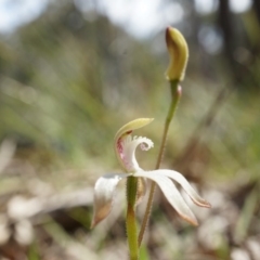 Caladenia ustulata (Brown Caps) at Canberra Central, ACT - 27 Sep 2014 by AaronClausen