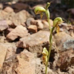 Oligochaetochilus aciculiformis (Needle-point rustyhood) at Black Mountain - 27 Sep 2014 by AaronClausen