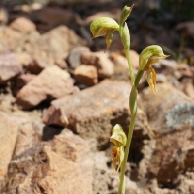 Oligochaetochilus aciculiformis (Needle-point rustyhood) at Black Mountain - 27 Sep 2014 by AaronClausen