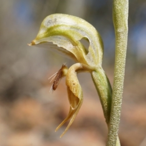 Oligochaetochilus aciculiformis at Canberra Central, ACT - suppressed