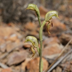 Oligochaetochilus aciculiformis at Canberra Central, ACT - suppressed