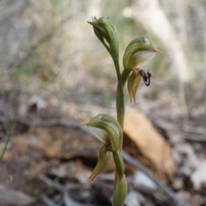 Oligochaetochilus aciculiformis at Canberra Central, ACT - 27 Sep 2014