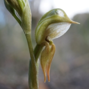 Oligochaetochilus aciculiformis at Canberra Central, ACT - suppressed