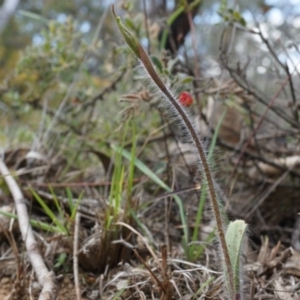 Caladenia atrovespa at Canberra Central, ACT - suppressed