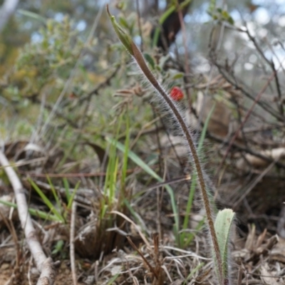 Caladenia atrovespa (Green-comb Spider Orchid) at Black Mountain - 27 Sep 2014 by AaronClausen