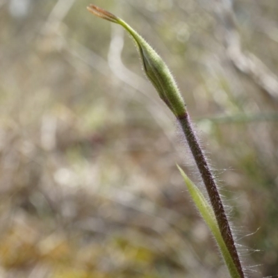 Caladenia atrovespa (Green-comb Spider Orchid) at Canberra Central, ACT - 27 Sep 2014 by AaronClausen