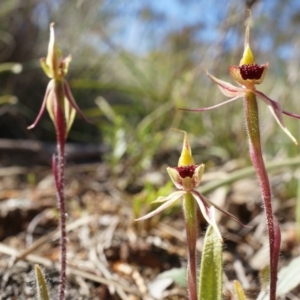 Caladenia actensis at suppressed - suppressed