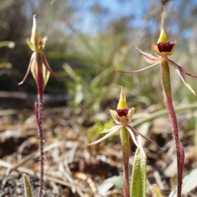 Caladenia actensis (Canberra Spider Orchid) at Hackett, ACT - 27 Sep 2014 by AaronClausen